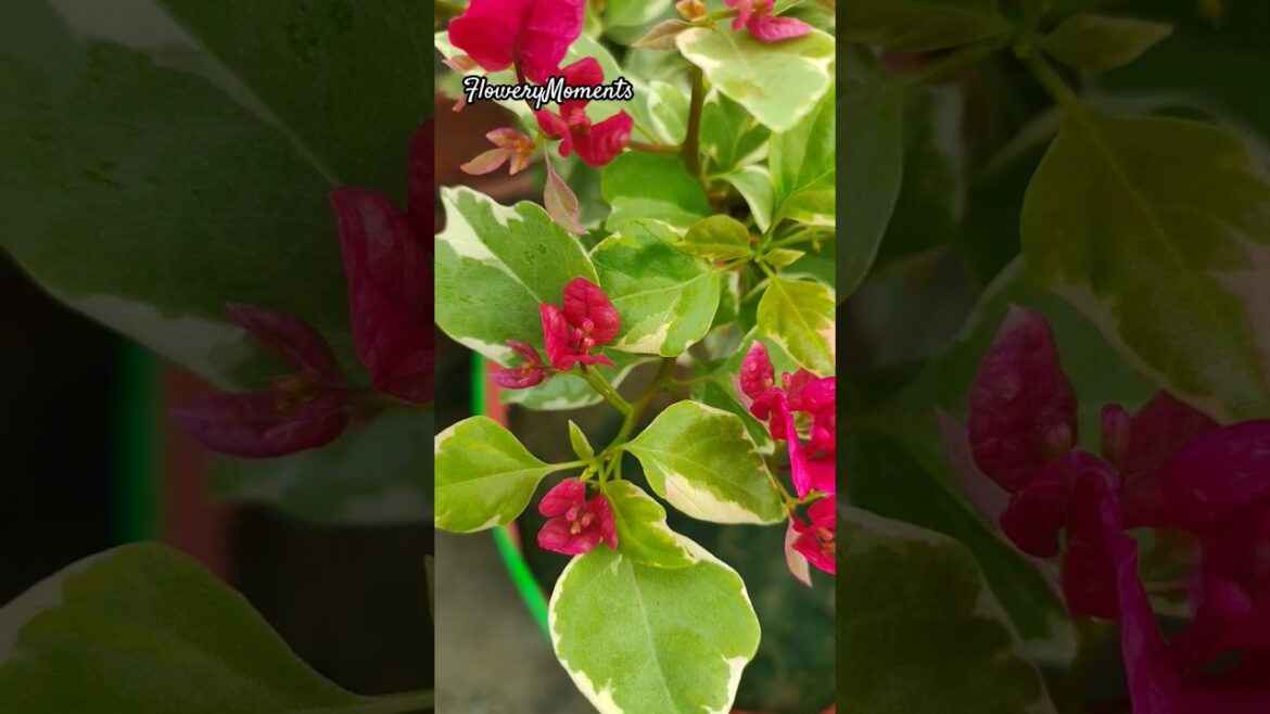 BOUGAINVILLE FLOWER 🌹|TERRACE GARDEN OVERVIEW| #nature #shorts #viralvideo #gardendesign