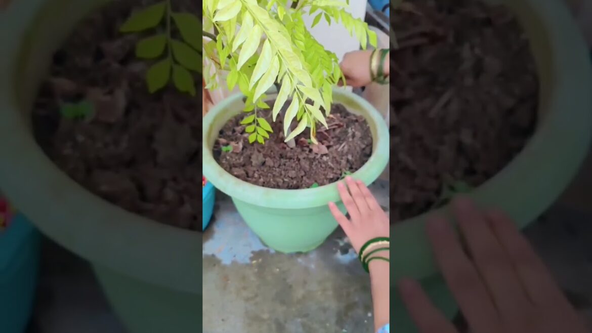 Gardening tips 🌿🌱🪴  #shorts #viralvideo #gardeningtips #plantlovers