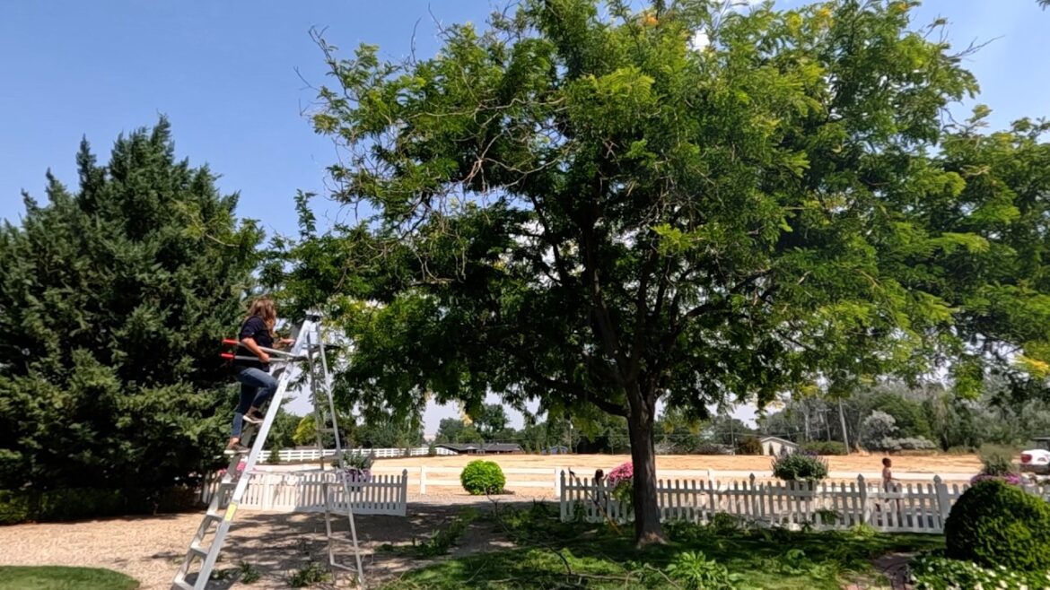 Garden Answer: 3 Month Container Competition Update + Tree Pruning! 🌸✂️🌳 // Garden Answer 3 Month Container Competition Update + Tree Pruning! 🌸✂️🌳 // Garden Answer