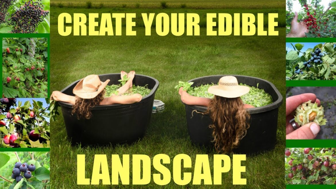 HAVE A YARD THAT FEEDS YOU !!! #ediblefood #ediblegardening #landscaping