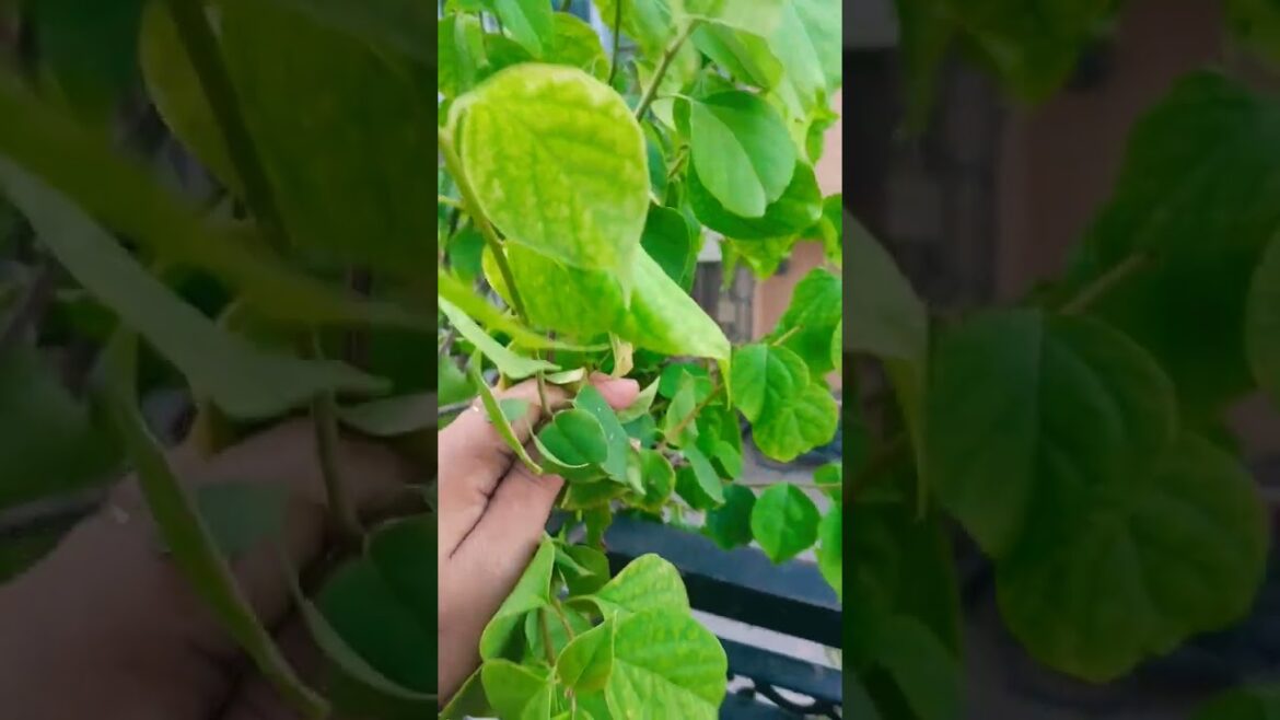 Bougainvillea plant care #shorts#ytshorts#gardentips#viral#share