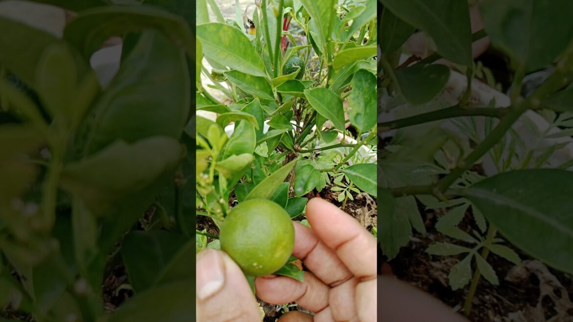 NIMBU KA PLANT #gardening #plants#lemon #shorts#viral#trending NIMBU KA PLANT #gardening #plants#lemon #shorts#viral#trending