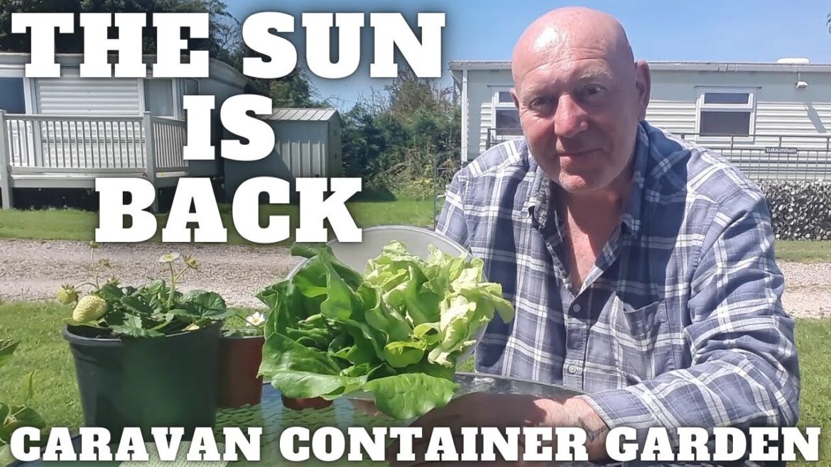The Sun Is Back [Container Gardening ]