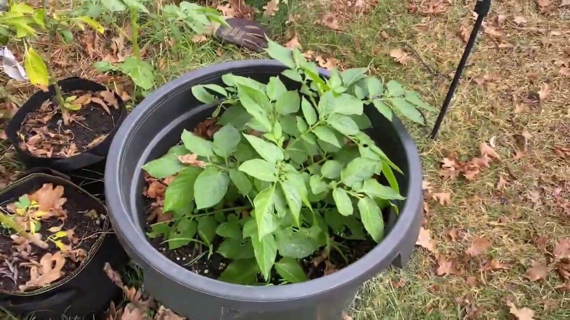 May 2023 Edible Garden Tour