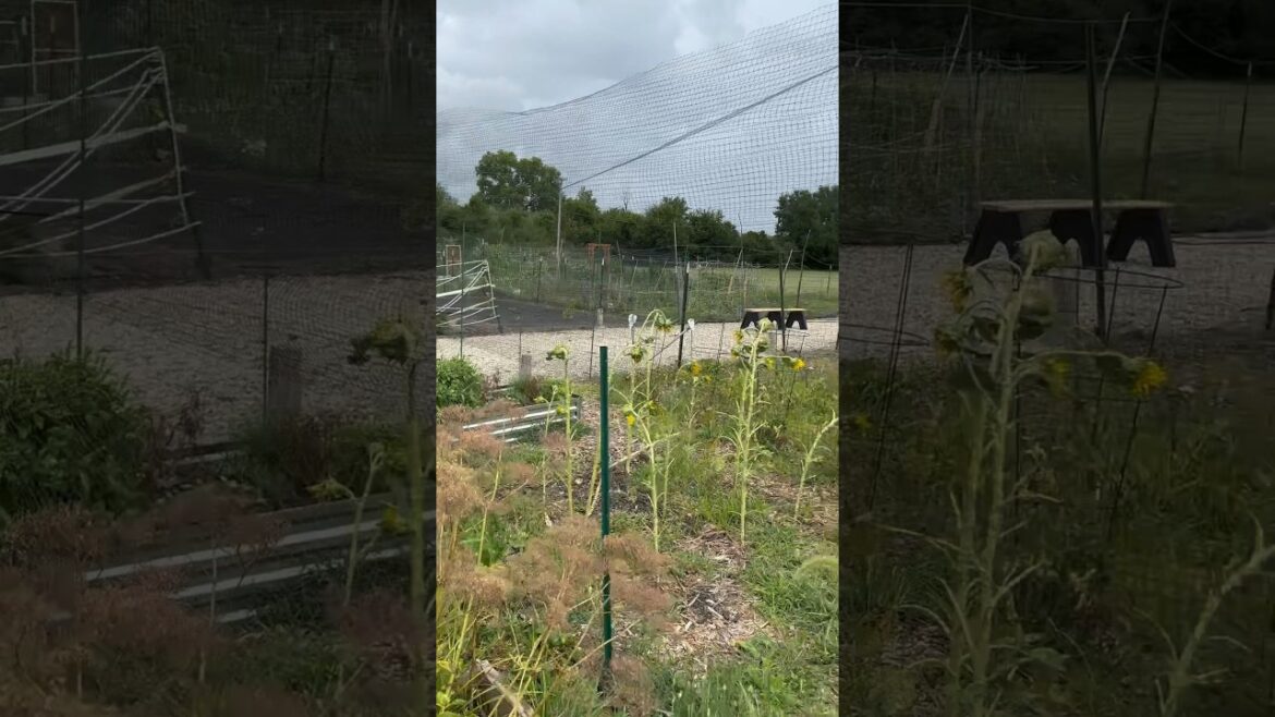 A Solution for Deer in your Vegetable Garden #garden #vegetablegardening #gardening ng