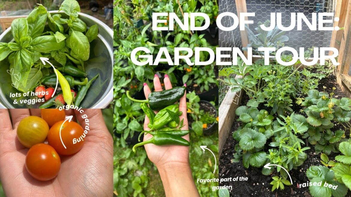 JUNE GARDEN TOUR| Beginner Gardener Tips & Tricks, Urban Container & Raised Bed Garden| Organic JUNE GARDEN TOUR| Beginner Gardener Tips & Tricks, Urban Container & Raised Bed Garden| Organic