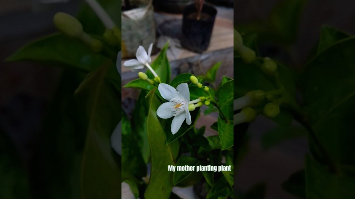 My Mother planting plants home mini garden #minigarden #garden #gardeningtips #gardeningideas #viral My Mother planting plants home mini garden #minigarden #garden #gardeningtips #gardeningideas #viral