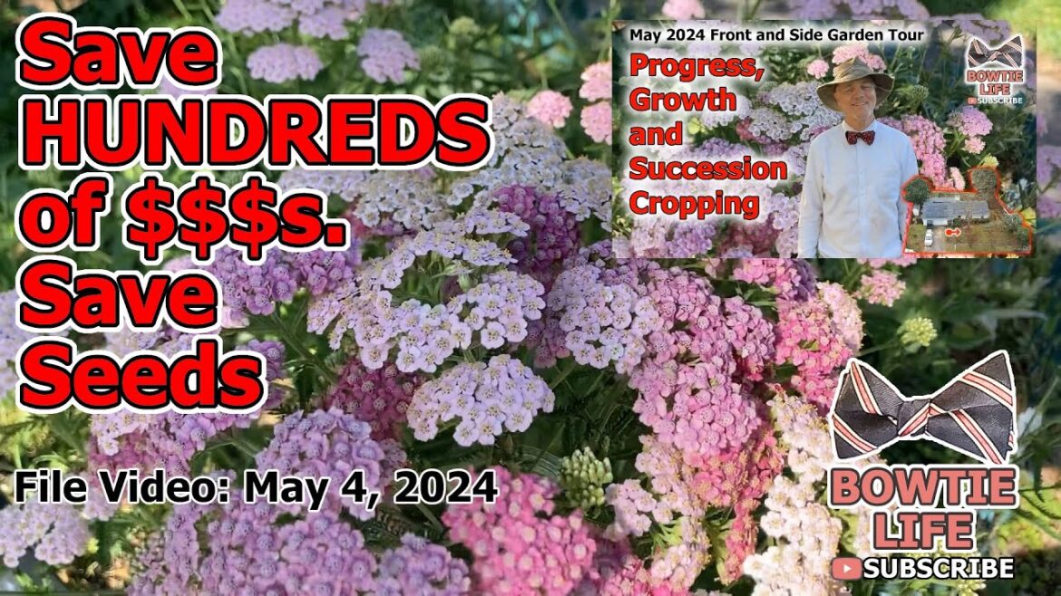 Save Hundreds of Dollars - Save Seeds: Yarrow #garden #plants