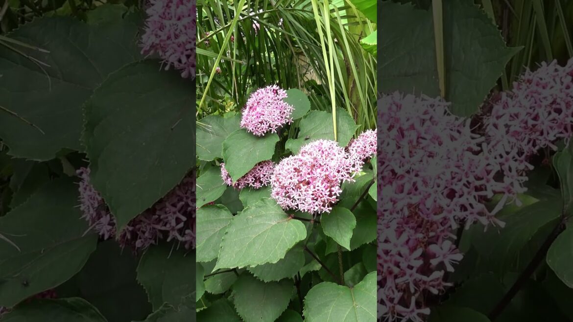 Tropical Terrace Garden Design
