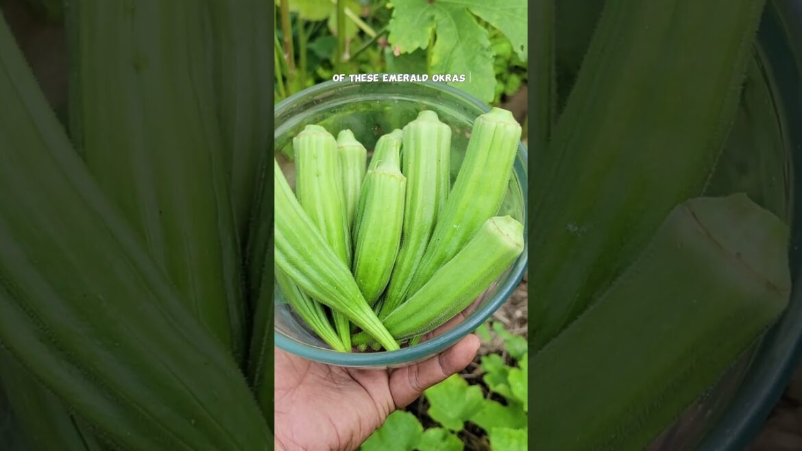 California Gardening: Harvesting Organic Emerald Okra from Raised Beds: A Gardener’s Delight! Harvesting Organic Emerald Okra from Raised Beds: A Gardener's Delight!