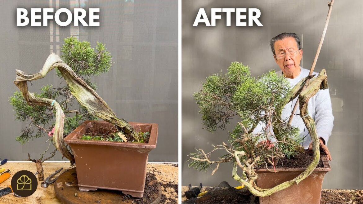 Redesigning a 400-Year-Old CA Juniper Bonsai Bought at Auction Redesigning a 400-Year-Old CA Juniper Bonsai Bought at Auction