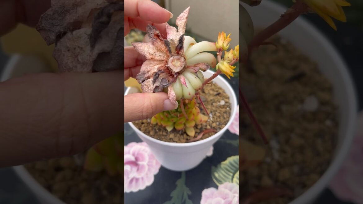 Tip for succulents || vườn sen đá #plants #succulentpropagation #gardendesign #garden