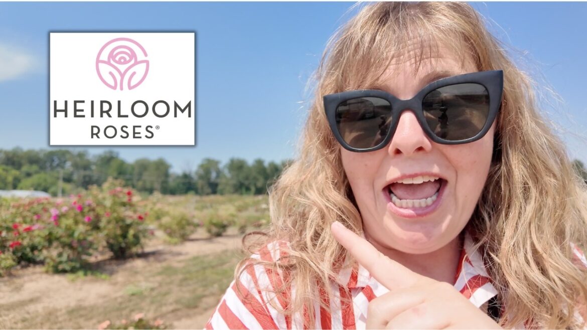 Acres of ROSES! | My Heirloom Roses Tour 🌱🌹🪴 Acres of ROSES! | My Heirloom Roses Tour 🌱🌹🪴
