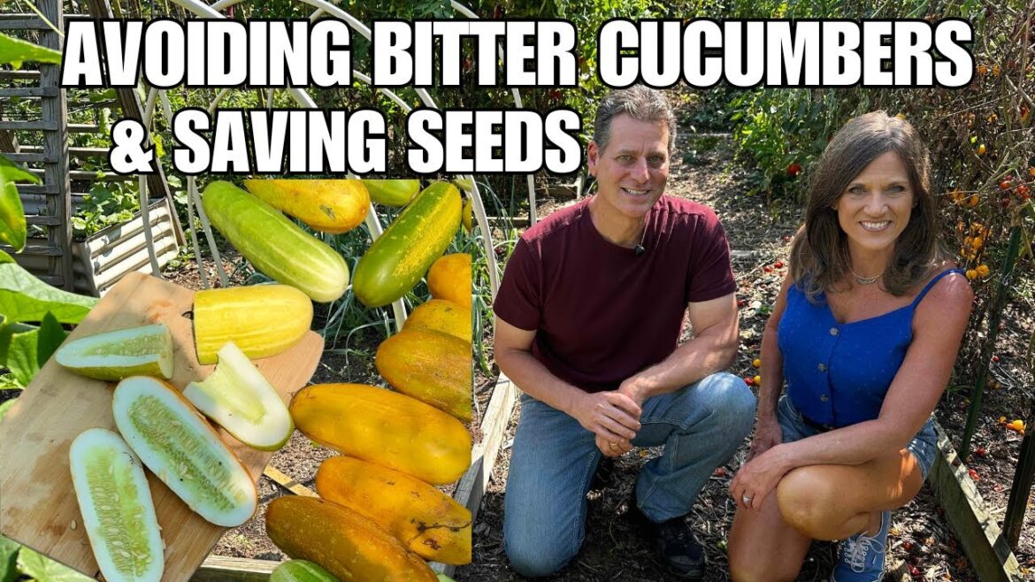 Cucumbers: How to Avoid Bitterness, Save Seeds and When to Harvest