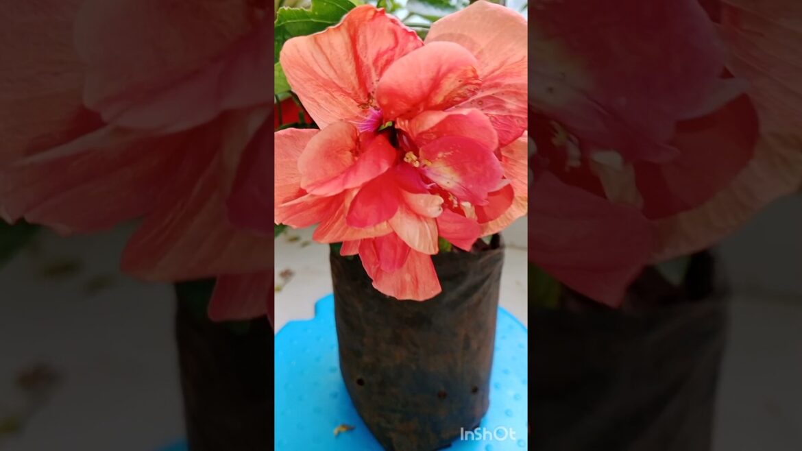 Beautiful Hibiscus plant ЁЯМ║#shorts#garden#nature#terrace #trending Beautiful Hibiscus plant ЁЯМ║#shorts#garden#nature#terrace #trending