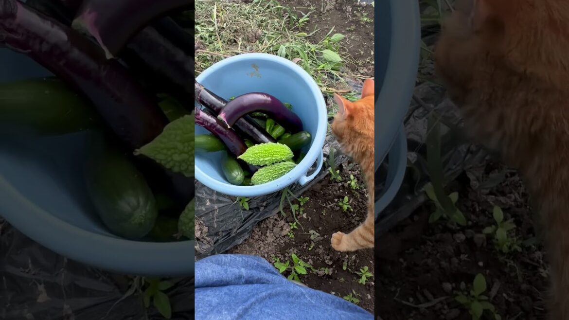 Harvesting with my cat #cat #harvesting #vegetablegardening #gardening #organic #short