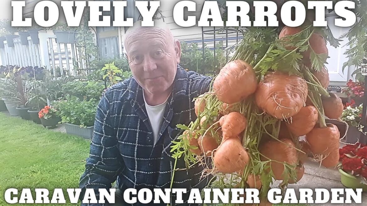 Lovely Carrot Harvest [Container Gardening ]