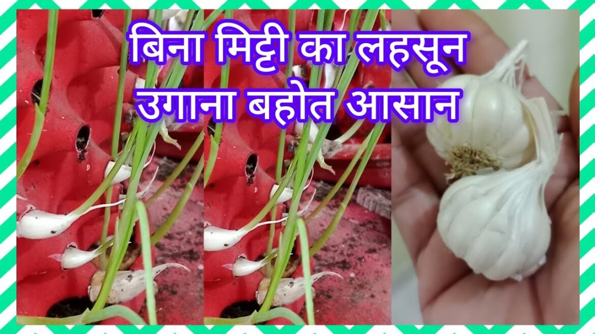 बिना मिटटी का लहसून उगाना बहोत आसान है घर पर#gardening#garlic#terrace garden #gardening ideas