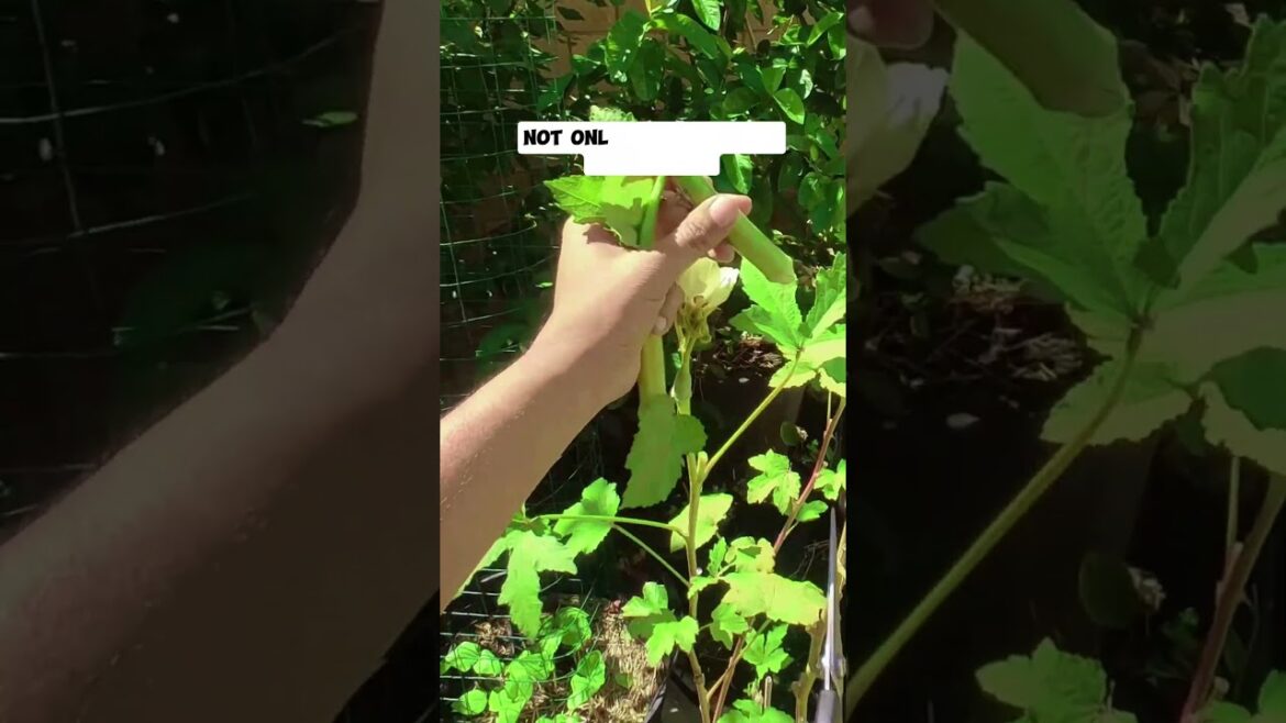 Harvesting Nombo Giant Okra: Organic Container Gardening Success!