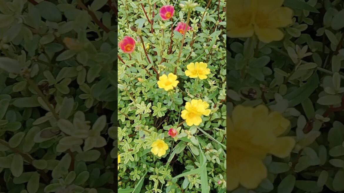 🌼 Portulaca को 6_8 घंटे धूप मे रखे #gardening #shorts#viral#trending 🌼 Portulaca को 6_8 घंटे धूप मे रखे #gardening #shorts#viral#trending