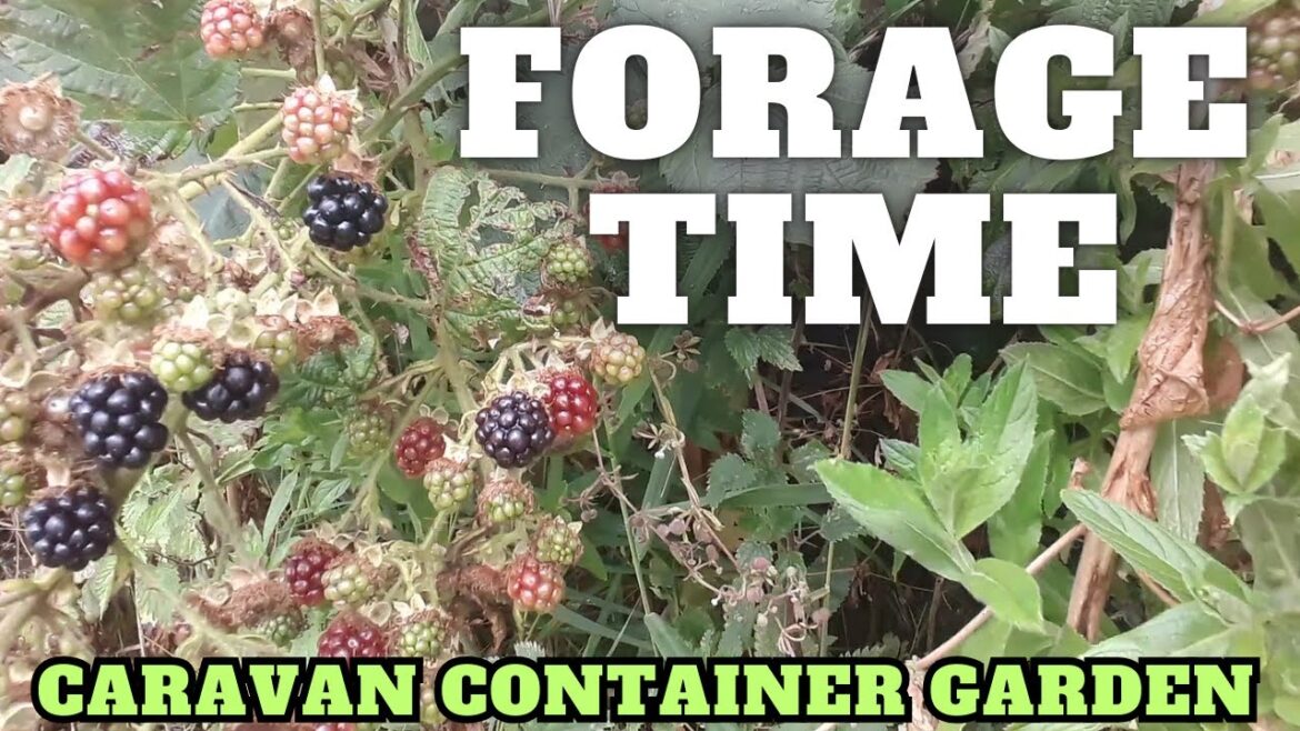 Forage In August [Container Gardening ]