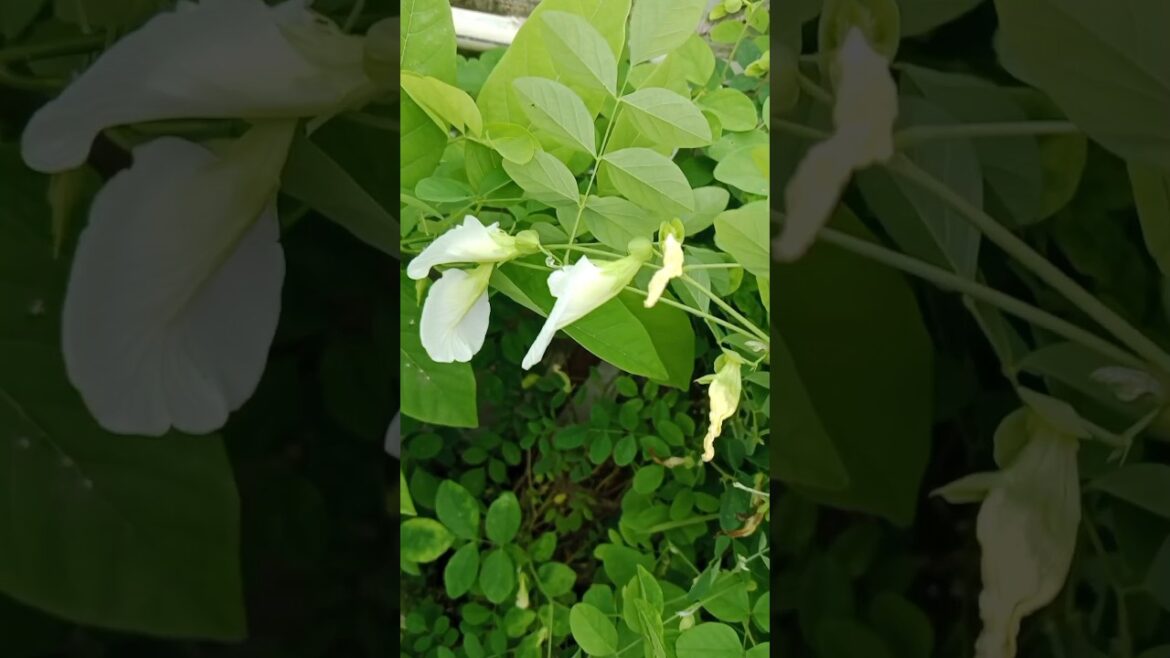 अपराजिता फ्लॉवर के बीज नही होने देना है #gardening #terracegarde #shorts#viralshort अपराजिता फ्लॉवर के बीज नही होने देना है #gardening #terracegarde #shorts#viralshort