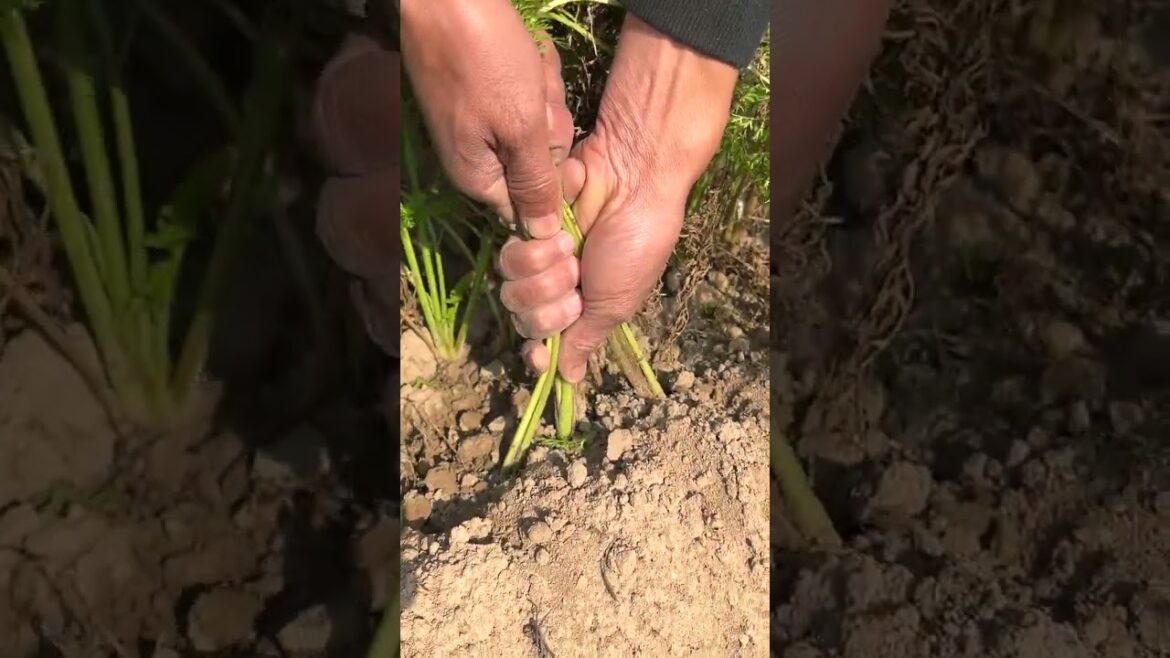 6702 🍓🥬🍓🌹🍌 #instagood #foodporn #tractors #cooking #gardening