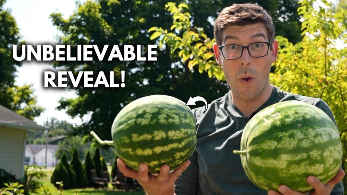MIgardener: Follow These 3 EASY Steps to Tell When Your WATERMELONS Are Ripe Follow These 3 EASY Steps to Tell When Your WATERMELONS Are Ripe