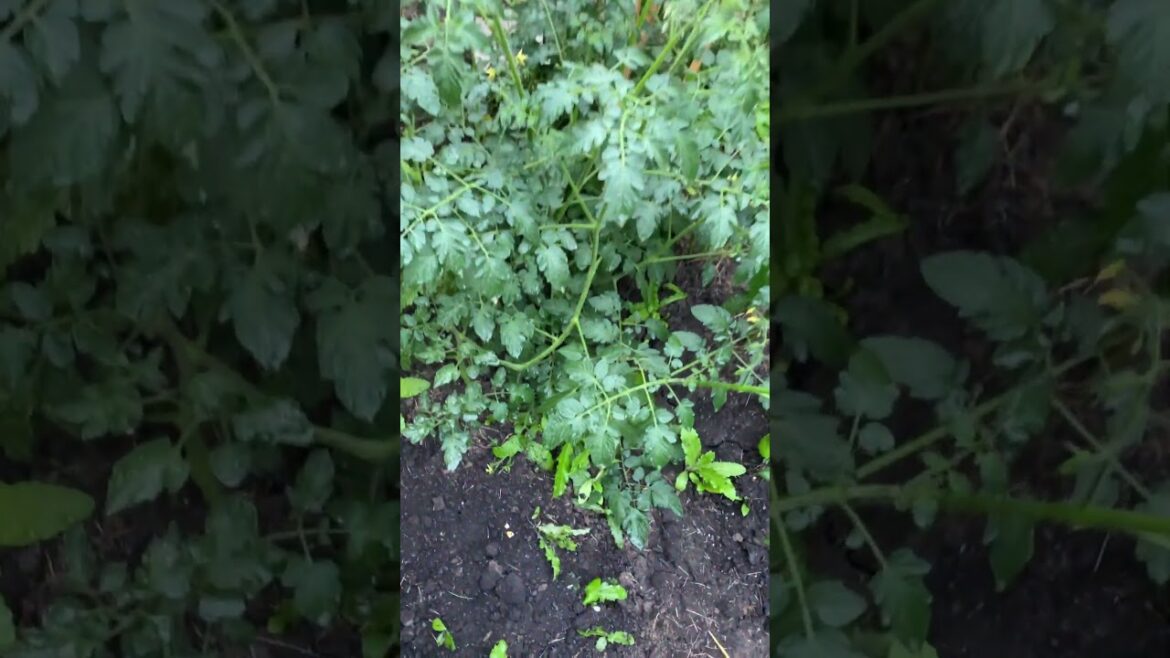 Tomatoes 🍅 plants #shortsvideo #shorts