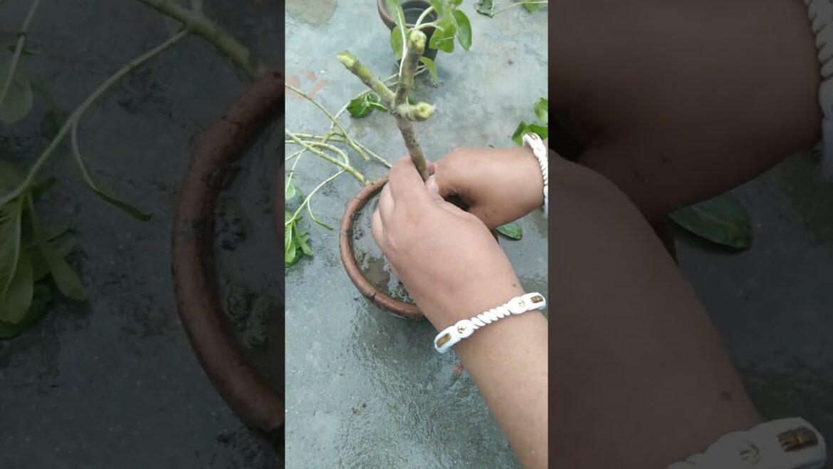 Catharanthus plant preparing for bonsai making #bonsai #plants #sadabahar #catharanthus #trending#sr Catharanthus plant preparing for bonsai making #bonsai #plants #sadabahar #catharanthus #trending#sr