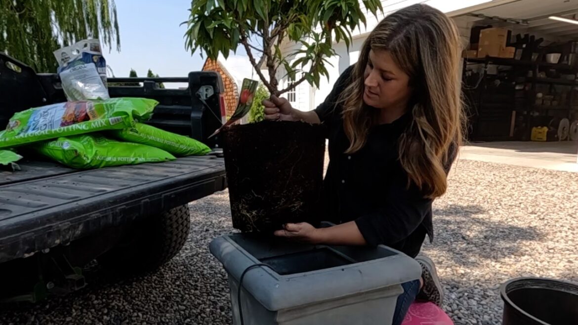 Garden Answer: Harvesting Potatoes, Bridal Shower Favors, Repotting a Nectarine & Clean Up! 🥰🙌✂️ // Garden Answer Harvesting Potatoes, Bridal Shower Favors, Repotting a Nectarine & Clean Up! 🥰🙌✂️ // Garden Answer