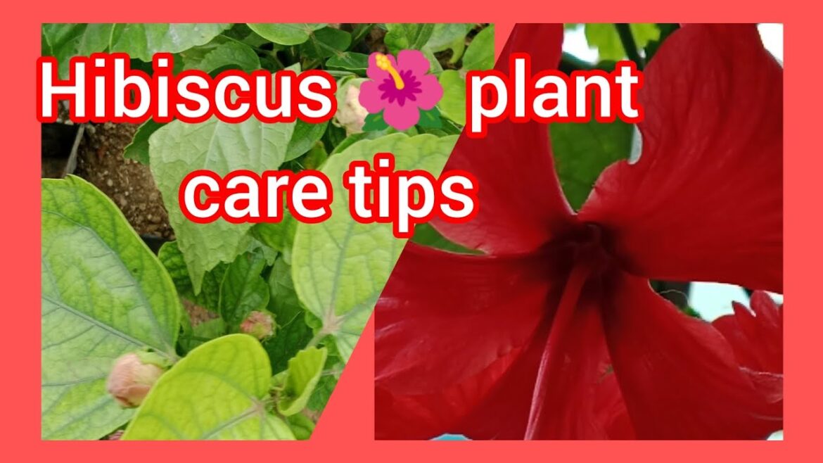 Hibiscus 🌺 plant care tips #gardening#houseplants#flowers#fertilizer