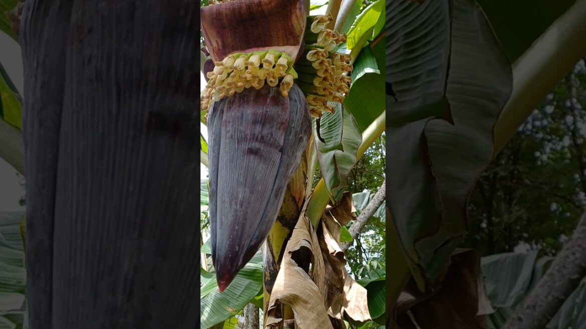 വീട്ടിലെ മൈസൂർ പൂവൻ#banana# shortsfeed #shorts#shortvideo#shortvideo #garden #gardening#fruiting