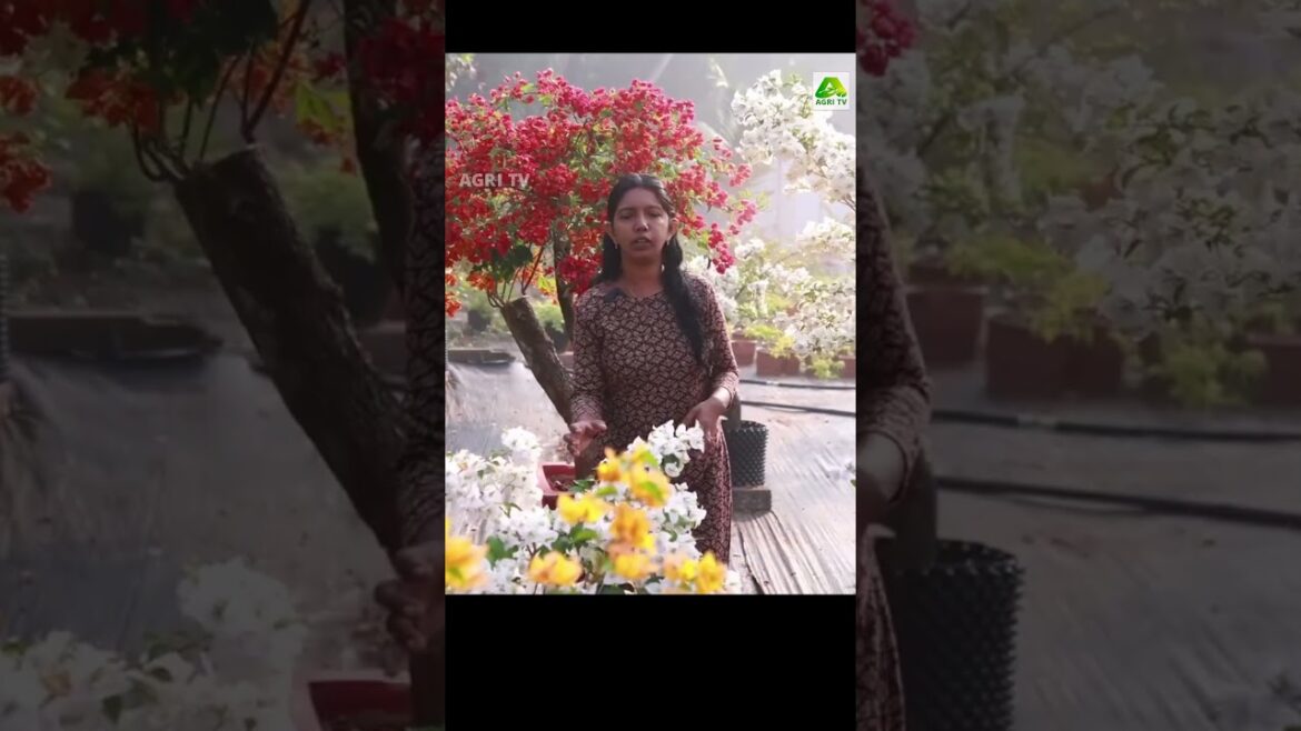 എന്താ വൈബ്! എപ്പോഴും പൂത്തുലഞ്ഞു നിൽക്കുന്ന ഒരു വീട്ടുമുറ്റവും അവിടെത്തെ കണ്ണഞ്ചും കാഴ്ചകളും #home എന്താ വൈബ്! എപ്പോഴും പൂത്തുലഞ്ഞു നിൽക്കുന്ന ഒരു വീട്ടുമുറ്റവും അവിടെത്തെ കണ്ണഞ്ചും കാഴ്ചകളും #home