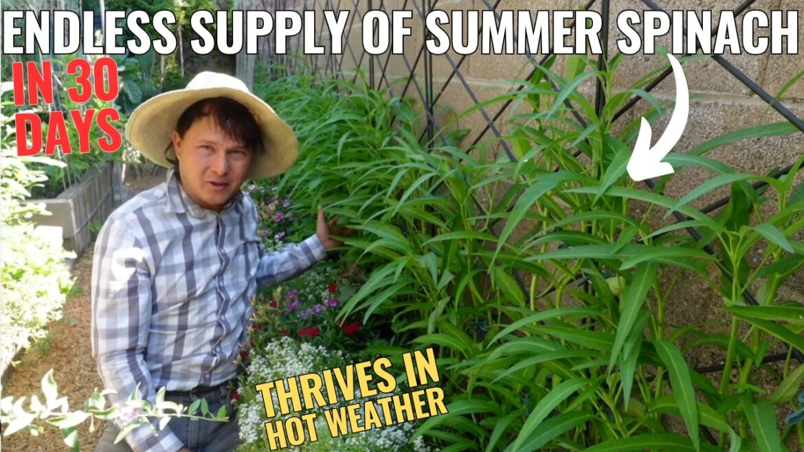 Endless Supply of Spinach in 30 Days: FASTEST Growing Leafy Vegetable Endless Supply of Spinach in 30 Days: FASTEST Growing Leafy Vegetable