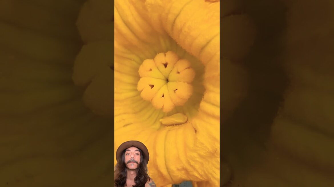 Giant Pumpkin 🎃 pollination #vegetables #asmr #shorts #plants #gardening #pumpkinflower
