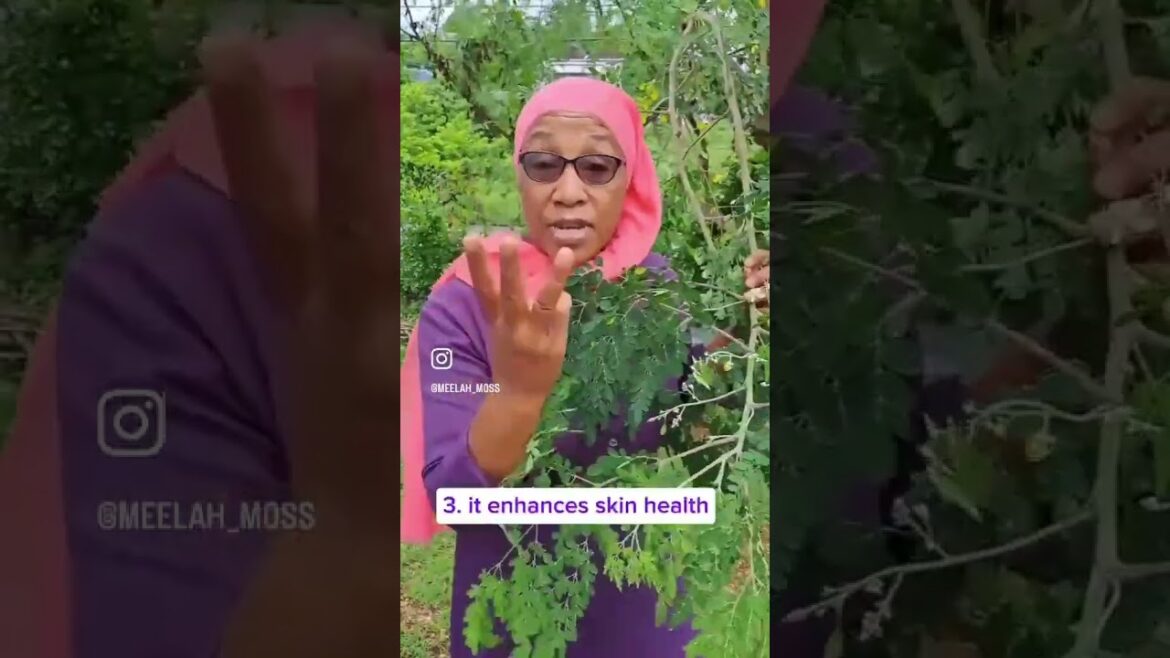 🤩The Amazing woman benefits of Moringa🌿 a.k.a. Tree 🌳 of life.#moringafarm #moringabenefits