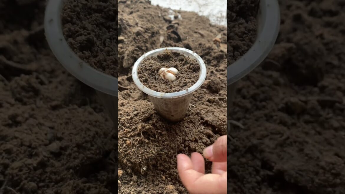 Lifestyle with garden at home by meimei #gardening #shorts #vloggarden