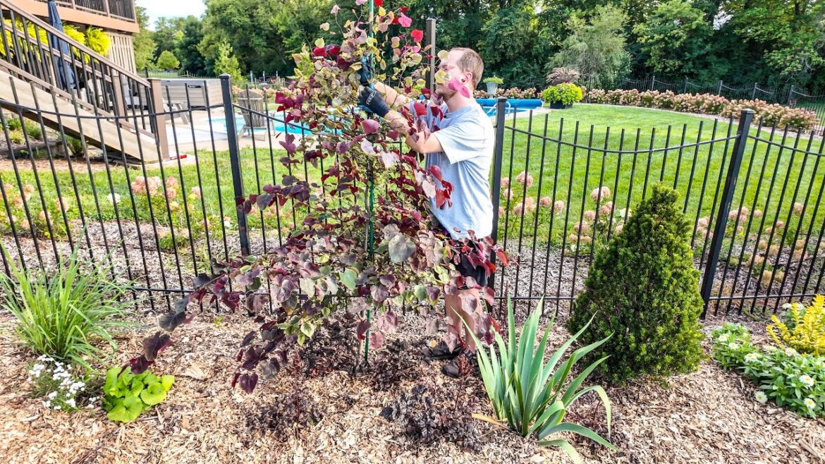 Plant Supports and Future Garden Design Plans | The Southerner’s Northern Garden Plant Supports and Future Garden Design Plans | The Southerner's Northern Garden