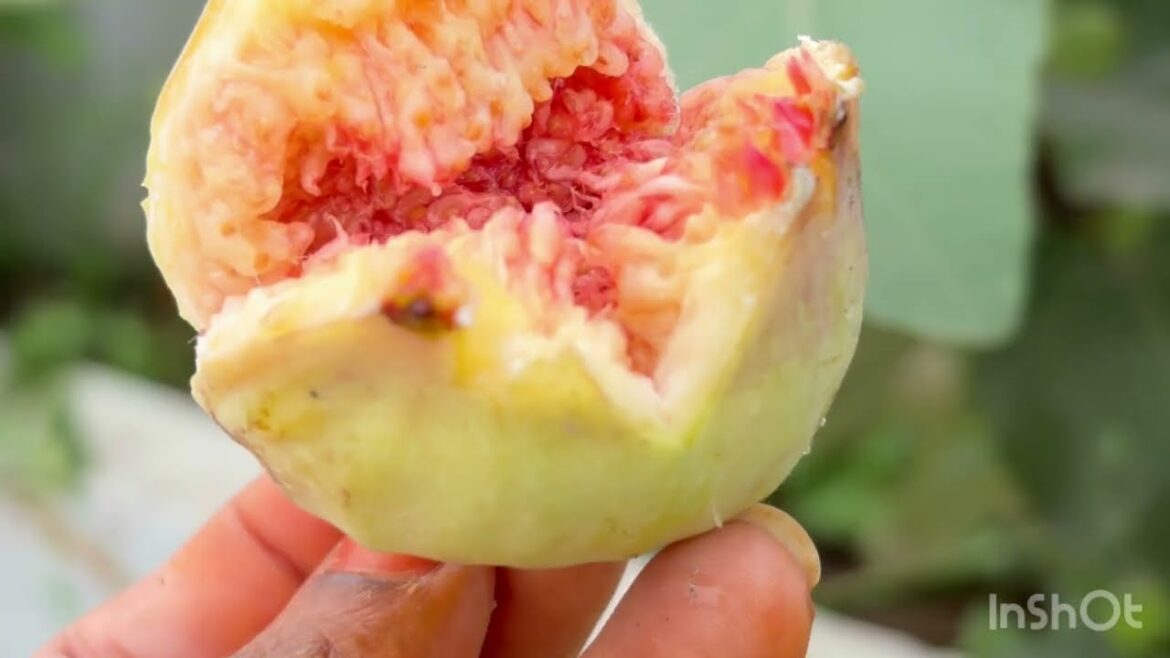 మిద్దె తోట పెంపకం || midde thota pempakam overview || terrace garden tips and ideas in Telugu#garden మిద్దె తోట పెంపకం || midde thota pempakam overview || terrace garden tips and ideas in Telugu#garden