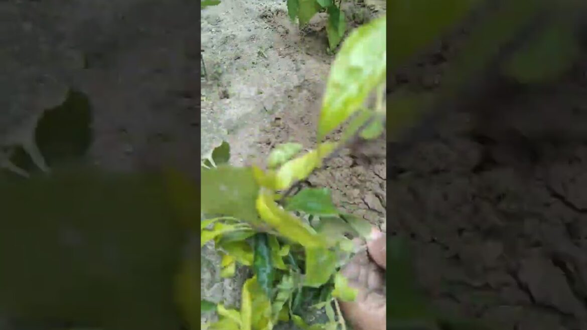 Plants repotting #plants #garden #planting #trending #shorts #rescue #nature #homegarden #flowers