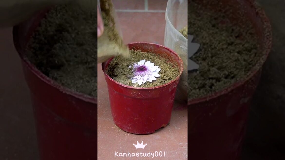 Growing Beautiful👍🤭😇😱🌼✨ White Flowers: Tips and Ideas for a Stunning Garden! #shorts