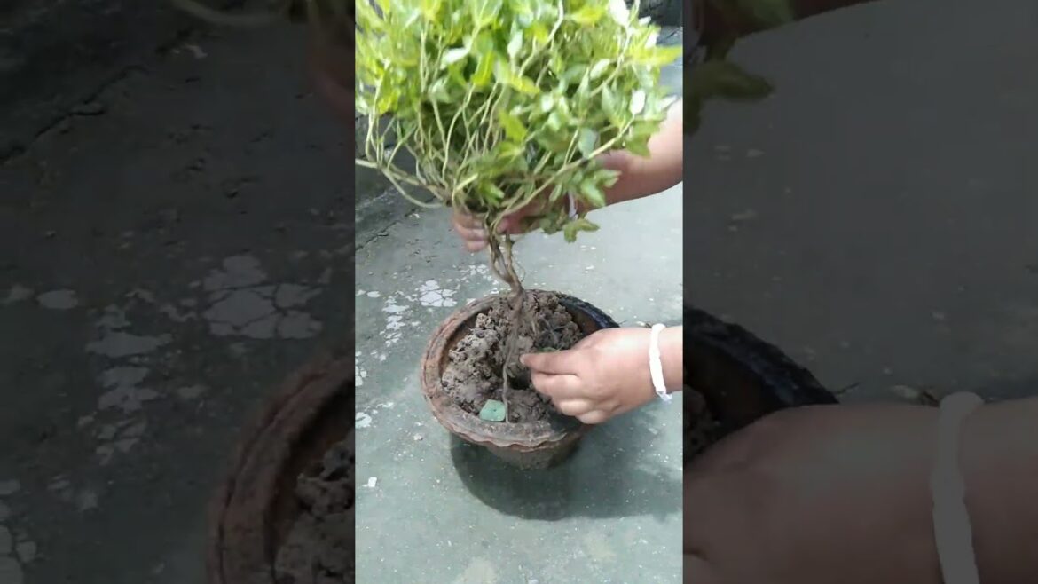 Japanese laurel Plant #garden#trending  #laurelplant #floweringplant #evergreenplant #gardenplant