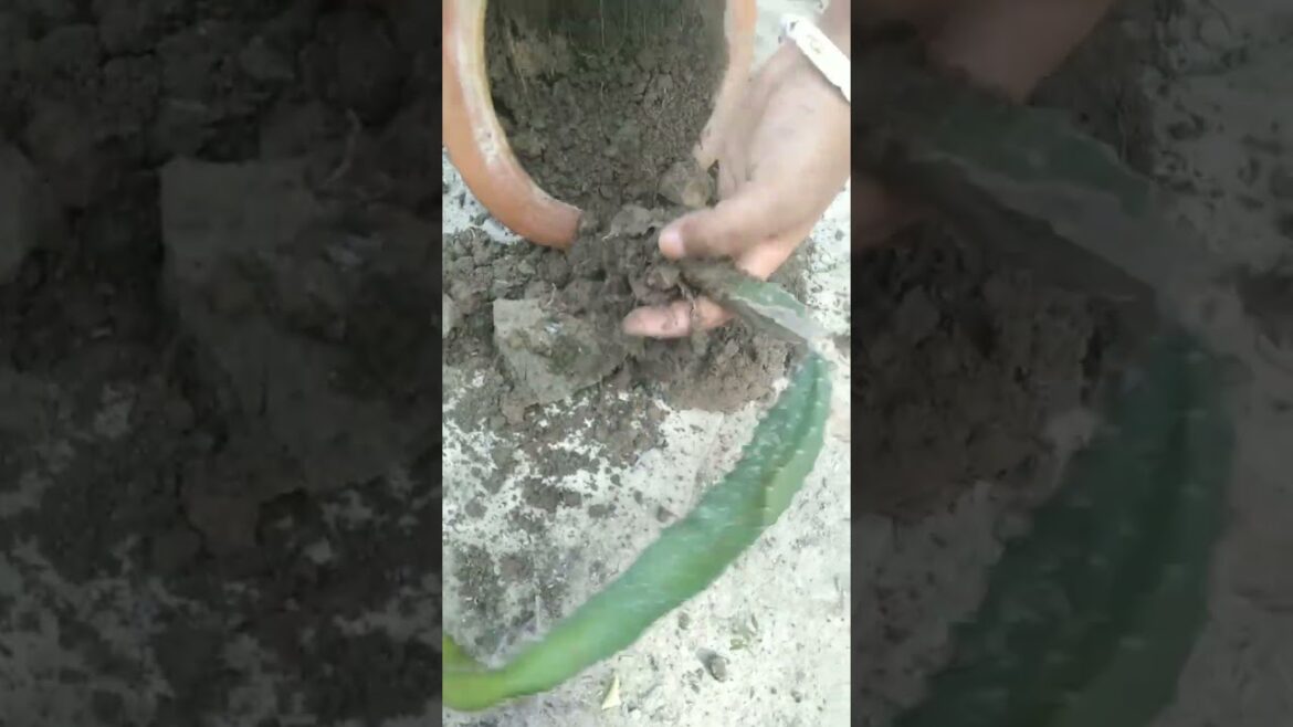 Dragon plant pot transfer #dragonfruitplant #transfer #plants #fruitplant #garden #trending #shorts Dragon plant pot transfer #dragonfruitplant #transfer #plants #fruitplant #garden #trending #shorts