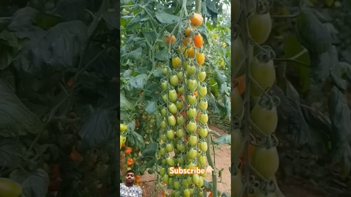 Amazing Tomato Farming #shorts #tomato #nature #tomatogarden #tomatoe #vegetable #gardening #tomatoo