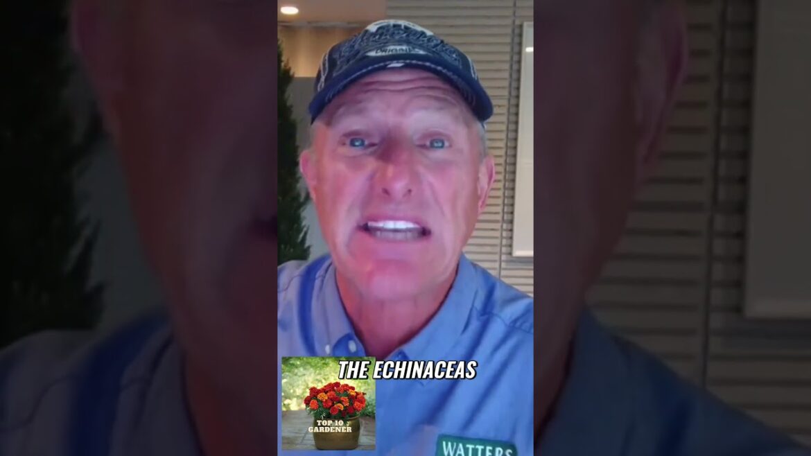 Blooming Beauties  Discover the Stunning Perennials at Garden Centers