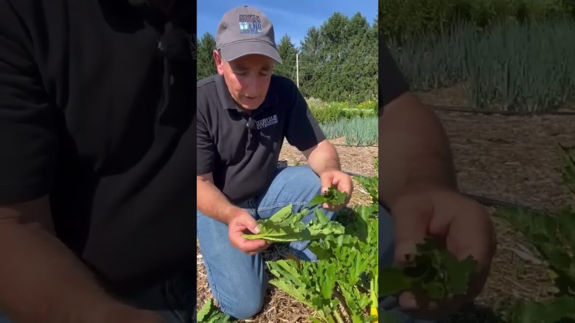 Squash Bugs: Organic Pest Management in the Vegetable Garden