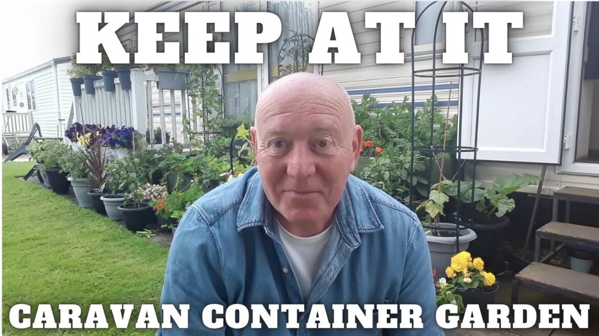 Dont Give Up Keep At It Container Gardening Dont Give Up Keep At It Container Gardening