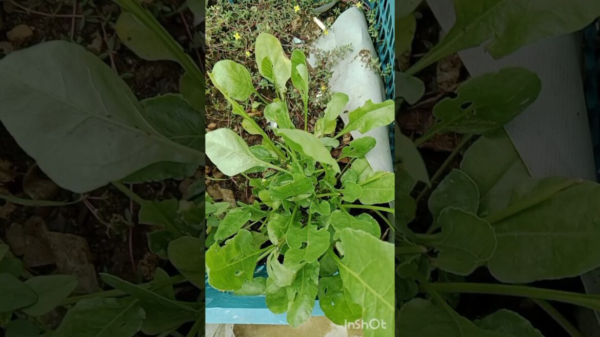 🌿 How to grow spinach in pots on terrace garden 🏡#gardening #shorts#garden #trending 🌿 How to grow spinach in pots on terrace garden 🏡#gardening #shorts#garden #trending