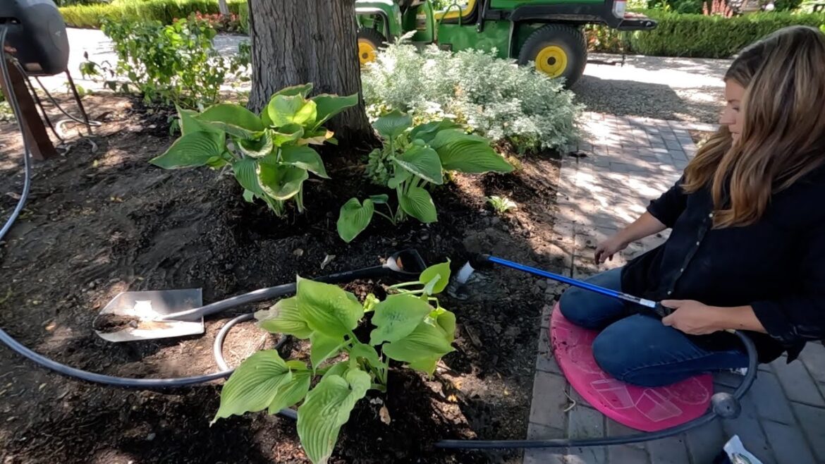 Garden Answer: Potting Mangave + Digging & Moving Perennials! 🌿💚🌿 // Garden Answer Potting Mangave + Digging & Moving Perennials! 🌿💚🌿 // Garden Answer